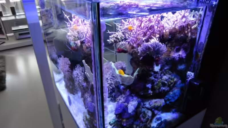 MW-Becken am 16.12.2011 von AquaTropica CGN (1)