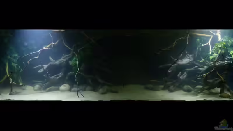 ~My-1000L-Tank~ 07.01.15 mit 2x10Watt LED-Fluter Tag 1 von ~Marco~ (2)