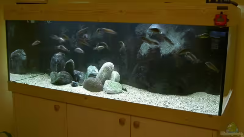 My biotope tank - Tanganyika (TROPHS) from North