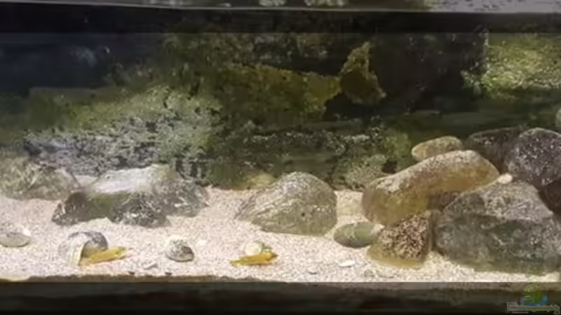 My first Tanganjika von Bämbel (1)