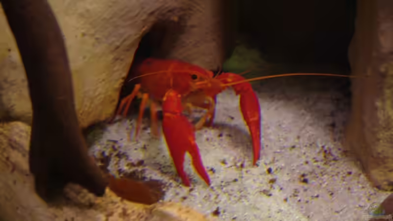 My home is my castle von manzanarez (25)