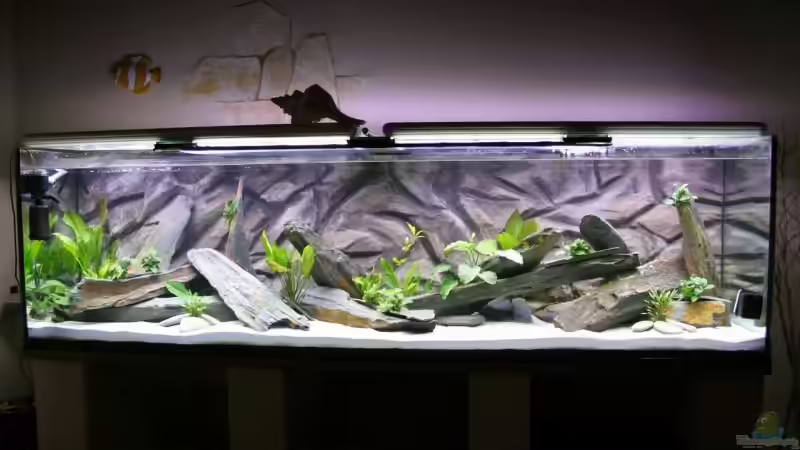 My von Kiraly Tamas (2)