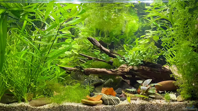 Myanmar Uferseite (Frontseite) von Tavira2000 (3)