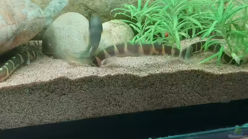 Myersys beim Buddeln von DaniJeep (18)