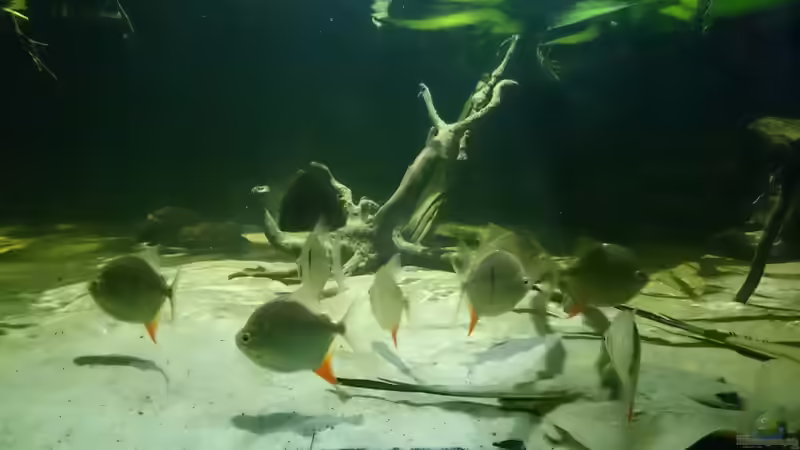 Myleus schomburgki von Christoph Ottacher (9)