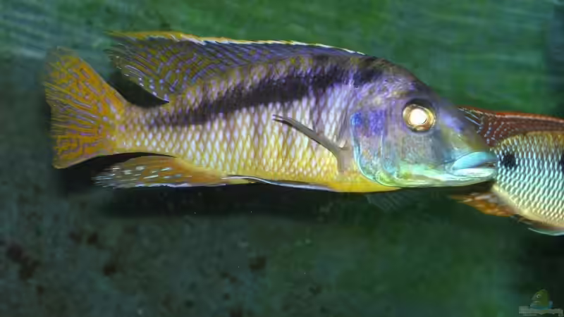 mylo Mchuse von exodus73 (19)