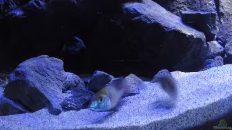 Mylochr. plagiotaenia beim ablaichen von Strücher Jung (31)