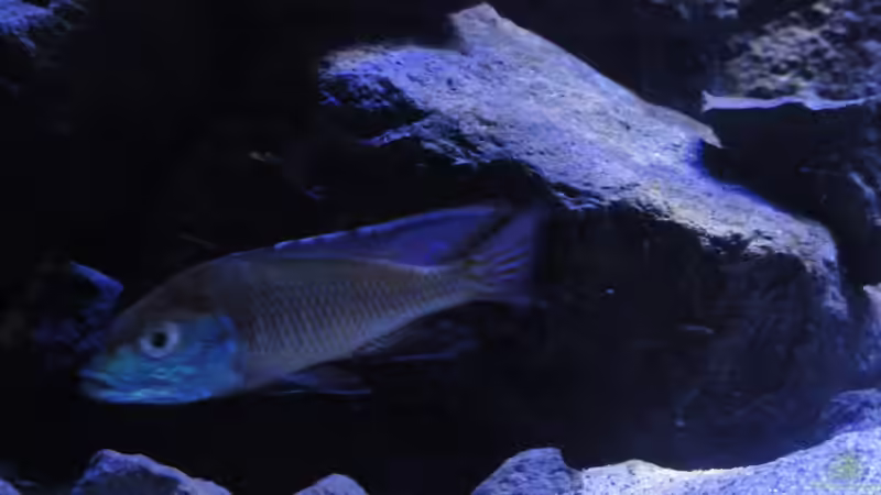 Mylochr. plagiotaenia M von Strücher Jung (30)