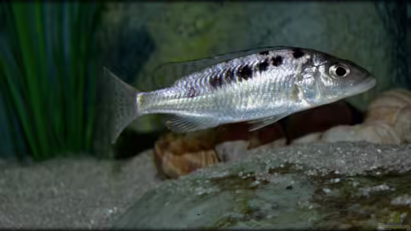 Mylochromis gracilis (female) von Der Schweizer (53)