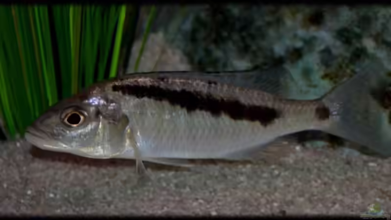 Mylochromis - Infos zur Gattung (Einrichtungsbeispiele für Mylochromis-Arten)