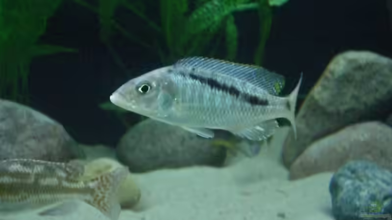 Mylochromis gracilis M von Dominik Steigewald (20)