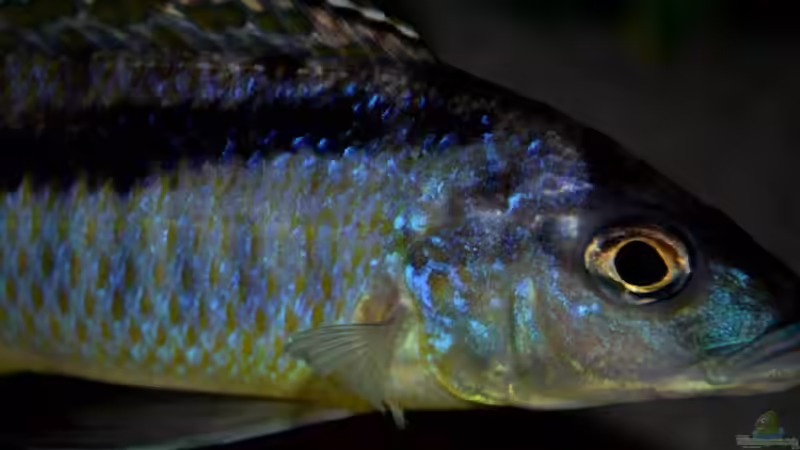 Mylochromis gracilis (male) von Der Schweizer (44)