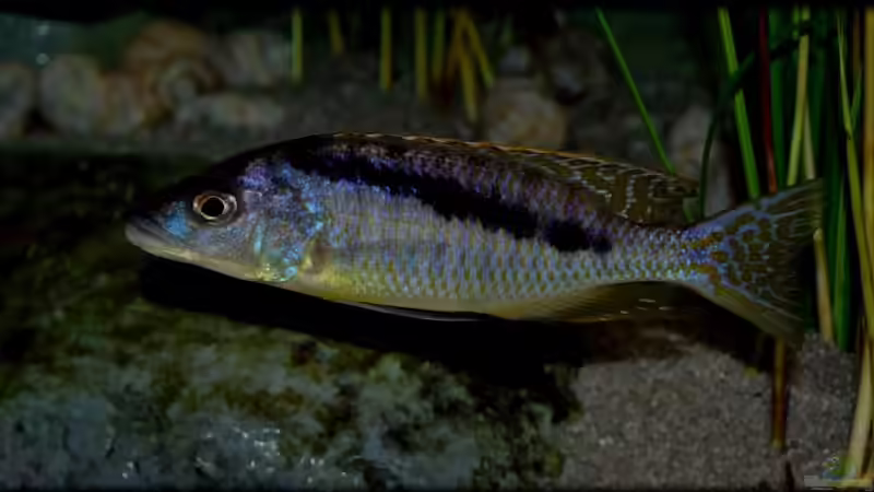 Mylochromis gracilis (male) von Der Schweizer (46)