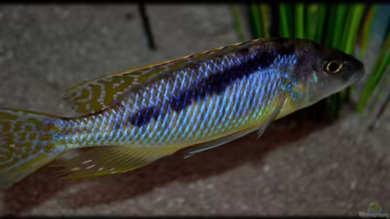 Mylochromis gracilis (male) von Der Schweizer (47)