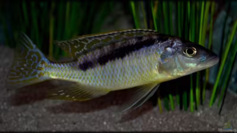 Mylochromis gracilis (male) von Der Schweizer (49)