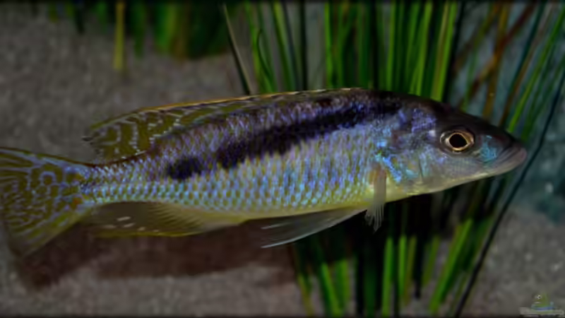 Aquarien mit Mylochromis (Sciaenochromis) gracilis