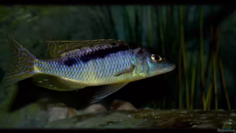 Aquarien mit Mylochromis (Sciaenochromis) gracilis