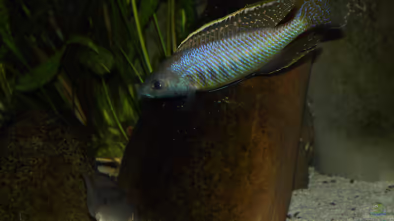 Mylochromis gracilis WFNZ 29.05.2013 von Klaus Lischka (67)