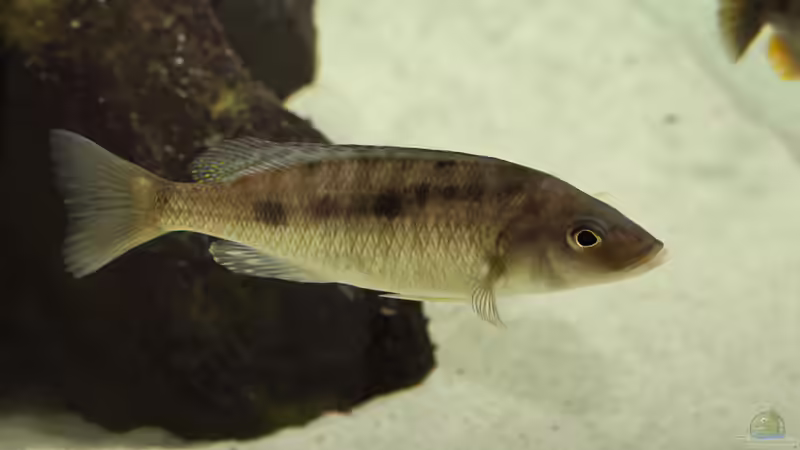 Mylochromis gracilis WFNZ 29.05.2013 von Klaus Lischka (69)