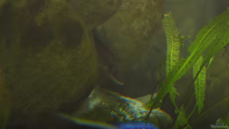 Mylochromis - Infos zur Gattung (Einrichtungsbeispiele für Mylochromis-Arten)