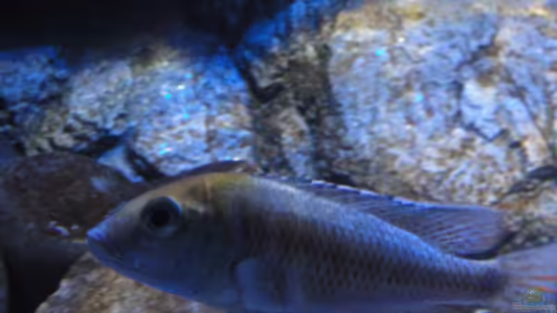 Aquarien mit Mylochromis plagiotaenia