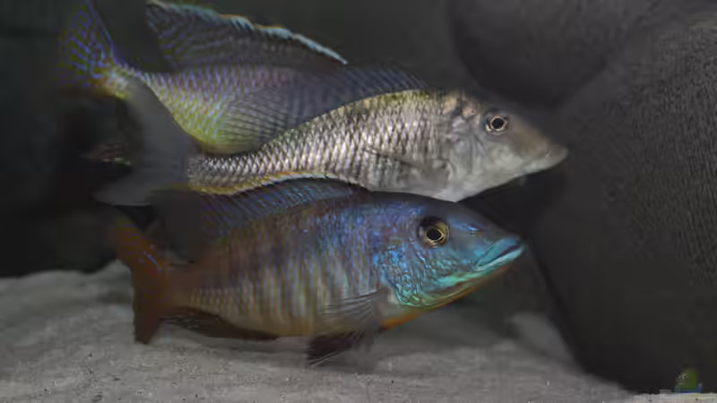 Mylochromis sp. Mchuse WFNZ von Klaus Lischka (44)