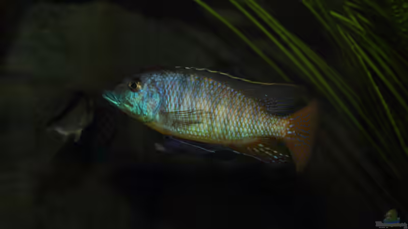 Mylochromis - Infos zur Gattung (Einrichtungsbeispiele für Mylochromis-Arten)