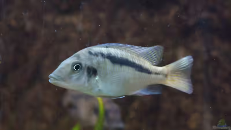 Mylochromis spec. Mchuse m von Tom (14)