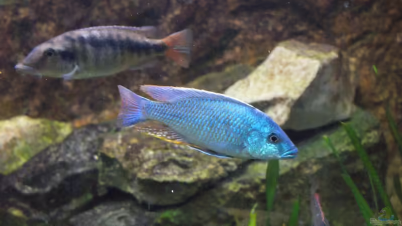Mylochromis spec. Mchuse w + Otopharynx tetrastigma m von Tom (16)