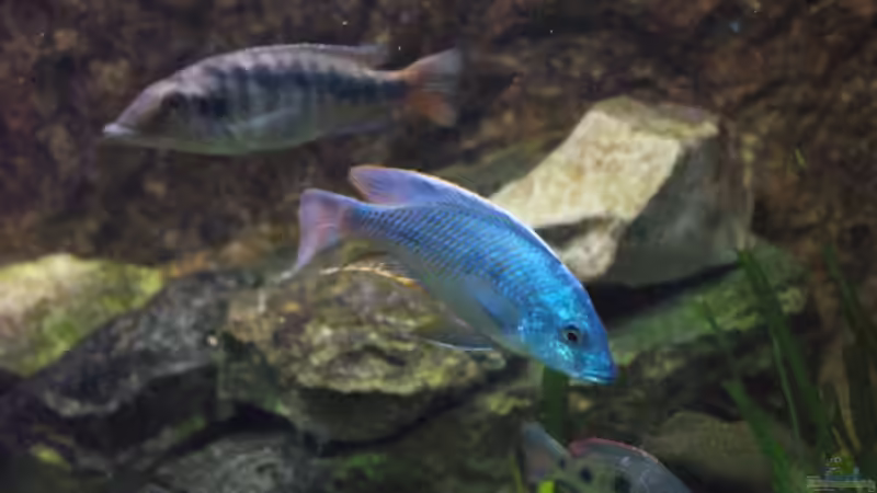 Mylochromis spec. Mchuse w + Otopharynx tetrastigma m von Tom (20)