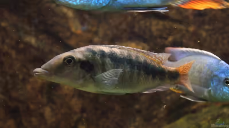Mylochromis spec. Mchuse w von Tom (16)