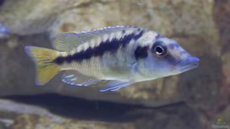 Mylochromis spec mchuse m von Tom (28)