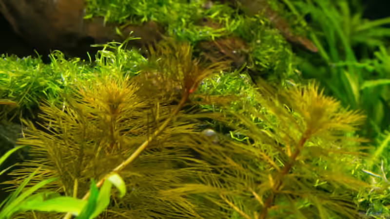 Myriophyllum aquaticum var. santacatarinense im Aquarium (Eirichtungsbeispiele mit Santa-Catarina-Tausendblatt)