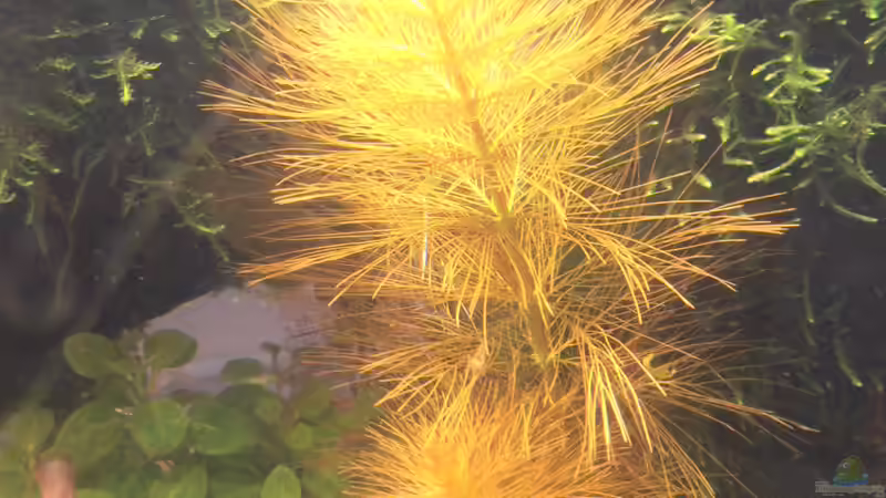 Myriophyllum cf. aquaticum ´Roraima´ von achim-cool (6)