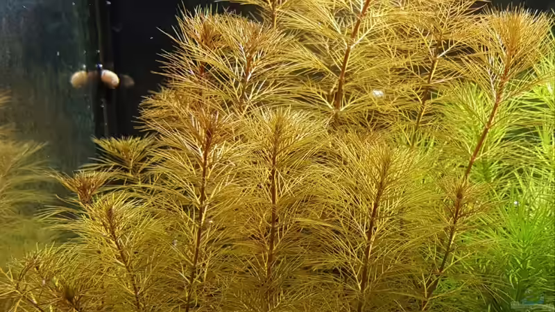Myriophyllum cf. aquaticum ´Roraima´ von YoshiMaus (23)
