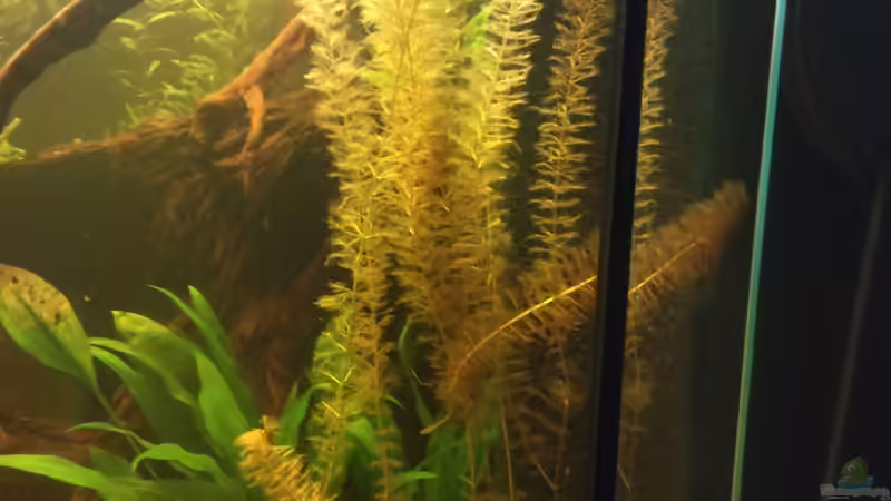 Myriophyllum mattogrossense von Christian Wittling (4)