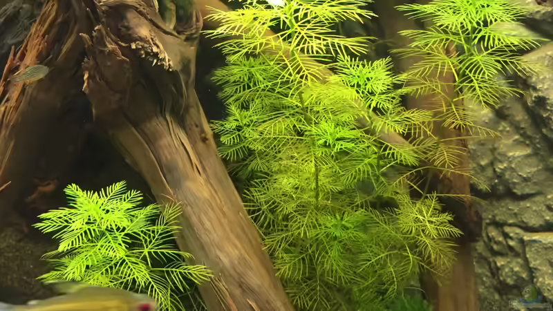 Myriophyllum mattogrossense von Danny (17)