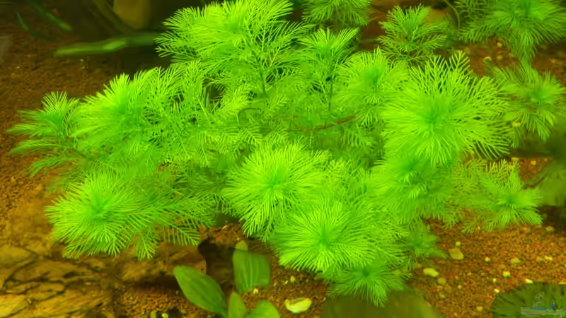 Myriophyllum mattogrossense von Life (20)