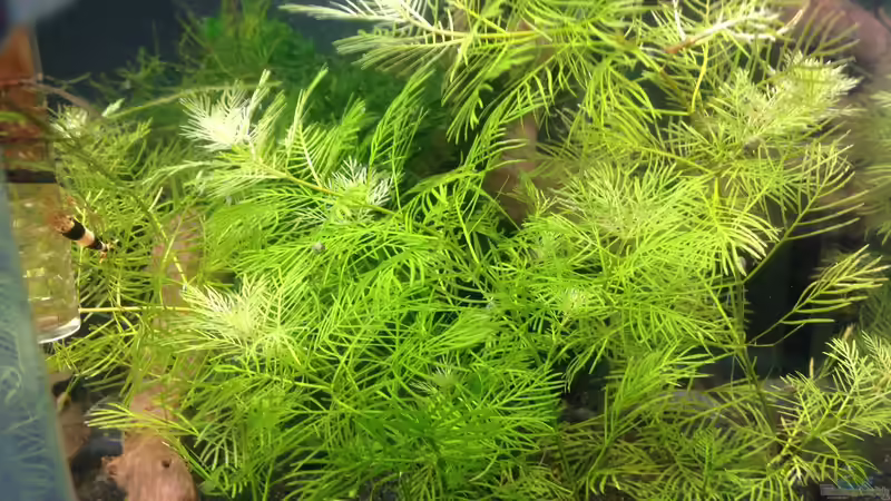 Myriophyllum mattogrossense von Olle696 (2)
