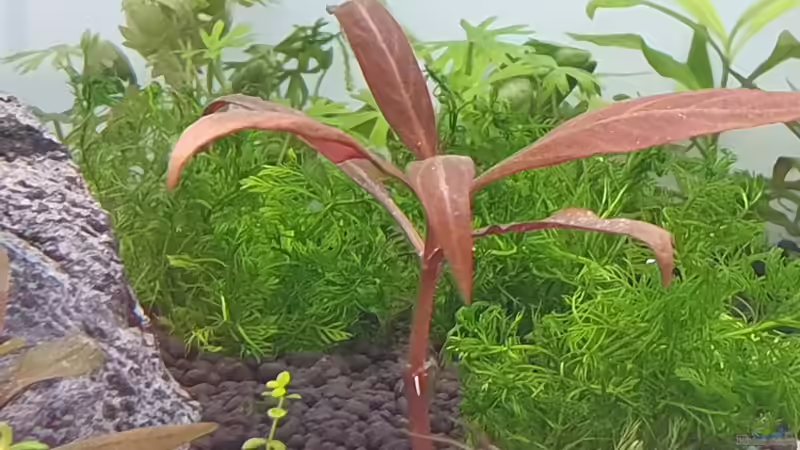 Myriophyllum mattogrossense von Tobi2013 (35)