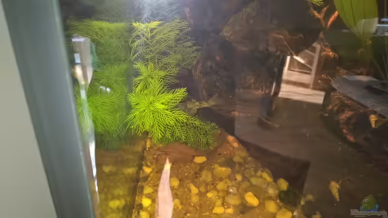 Myriophyllum mattogrossense im Aquarium (Eirichtungsbeispiele mit Mato-Grosso-Tausendblatt)
