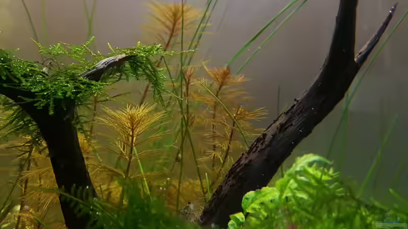 Myriophyllum sp. ´Roraima´ von YoshiMaus (12)