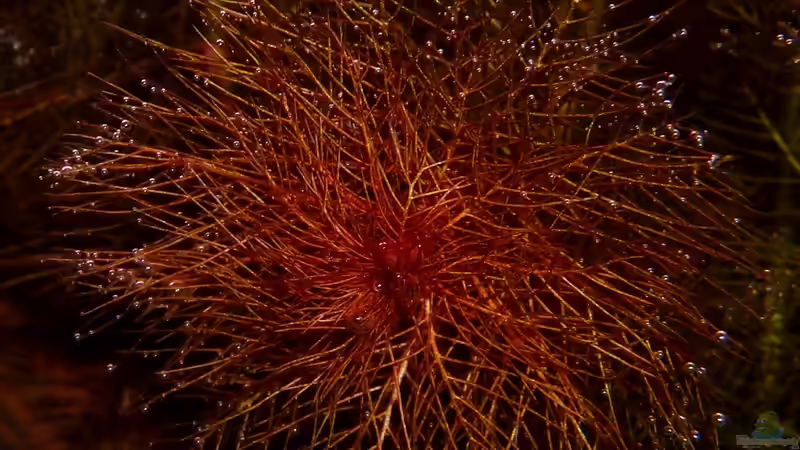 Myriophyllum tuberculatum von Bjarke (25)