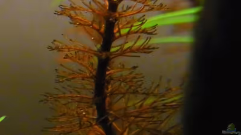 Myriophyllum tuberculatum von YoshiMaus (12)