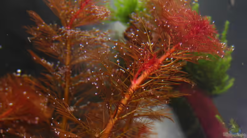 Myriophyllum tuberculatum im Aquarium pflegen (Einrichtungsbeispiele für Rotblättriges Tausendblatt)