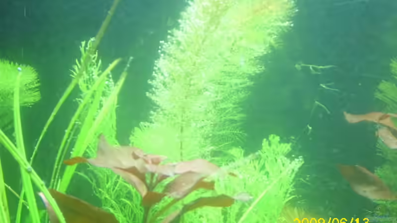 myrophyllum hippuraris von Herbert Baier (27)