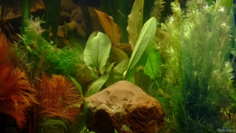 Myrophyllum hippuroides, Echinodorus ? und Mayaca umbrosum von TetraMike (14)