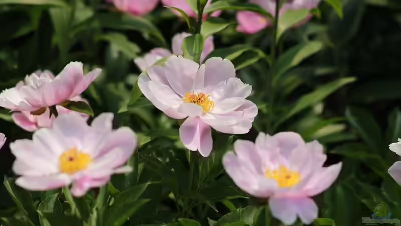 Mythos und Medizin: Die kulturelle Geschichte der Pfingstrosen