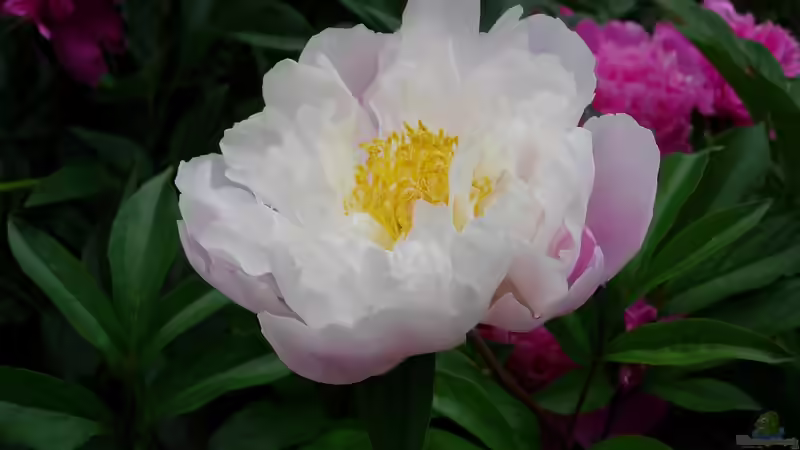 Mythos und Medizin: Die kulturelle Geschichte der Pfingstrosen