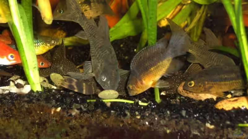 N. anomala Weibchen von Florian Winkler (5)